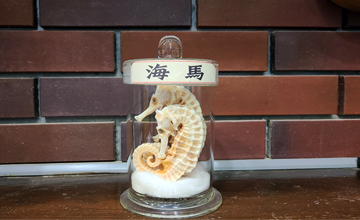 海馬(かいま)の写真
