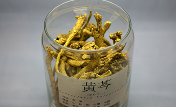 黄芩(オウゴン)の写真