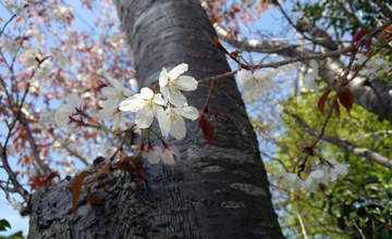 桜皮(オウヒ)の写真