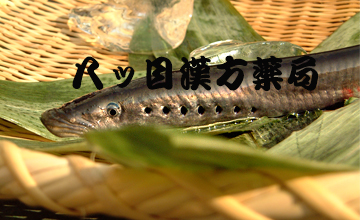 八ツ目鰻の写真